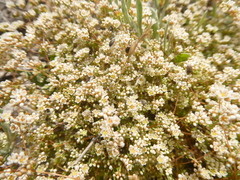 Adenogramma glomerata
