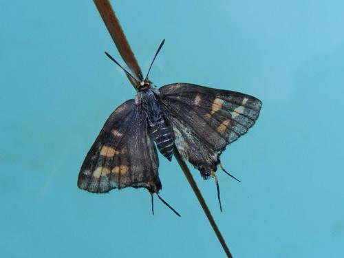 Cigaritis ella