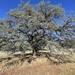 Engelmann Oak - Photo (c) Patricia Vasquez, some rights reserved (CC BY-NC), uploaded by Patricia Vasquez