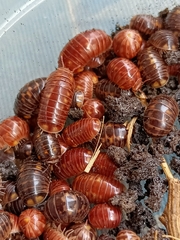 Glomeris distichella