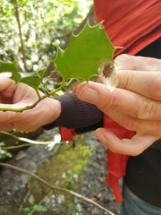 Phytomyza ilicis