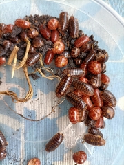 Glomeris distichella