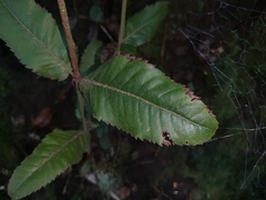 Eucryphia cordifolia