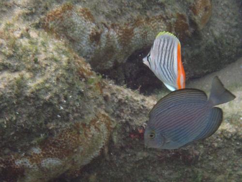 Acanthurus mata