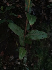 Eucryphia cordifolia