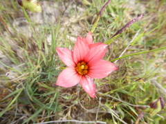 Romulea eximia