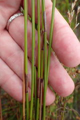 Staberoha vaginata