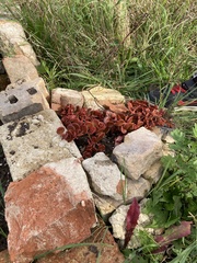 Sedum tetractinum