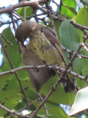 Cinnyris bifasciatus