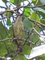 Cinnyris bifasciatus