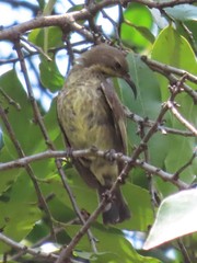 Cinnyris bifasciatus