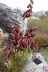 Staberoha vaginata