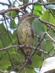 Cinnyris bifasciatus