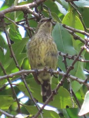 Cinnyris bifasciatus