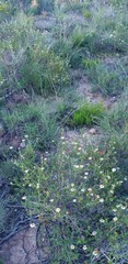Cymbopappus adenosolen