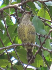 Cinnyris bifasciatus