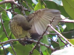 Cinnyris bifasciatus