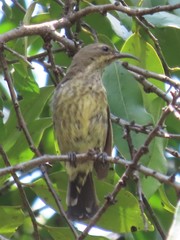 Cinnyris bifasciatus
