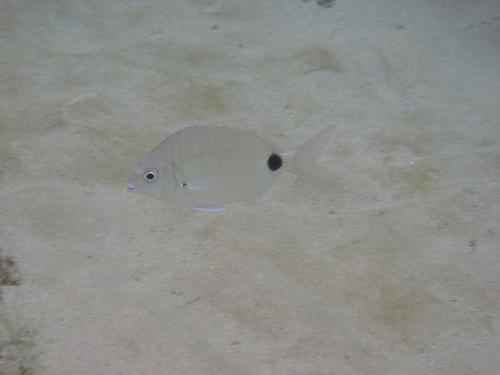 Diplodus capensis