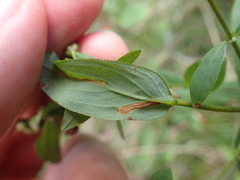 Caloptilia hypericella
