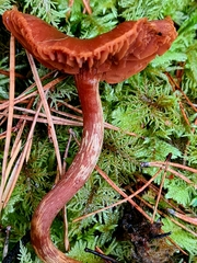 Cortinarius gentilis
