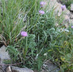 Psephellus leucophyllus