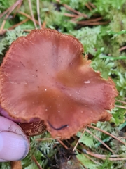 Cortinarius gentilis