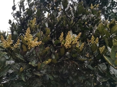 Citronella mucronata