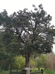 Citronella mucronata