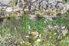 Chaenorhinum origanifolium