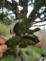 Citronella mucronata