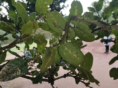 Citronella mucronata