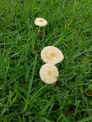 Bolbitius titubans titubans