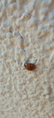 Harmonia axyridis
