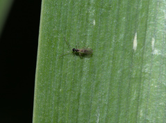 Opiinae