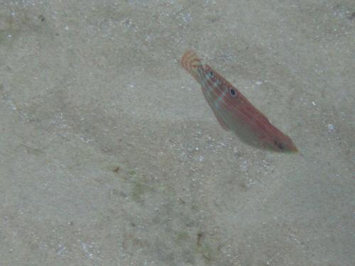 Halichoeres cosmetus