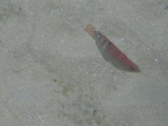 Halichoeres cosmetus