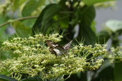 Satarupa monbeigi
