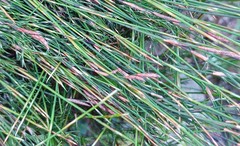 Restio sieberi