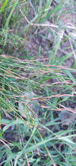 Restio sieberi