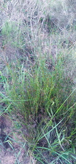 Restio sieberi