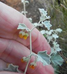 Hermannia minutiflora