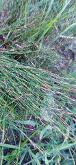 Restio sieberi
