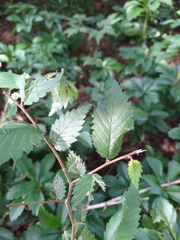 Agromyza aristata