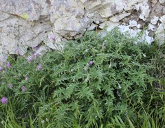 Psephellus leucophyllus