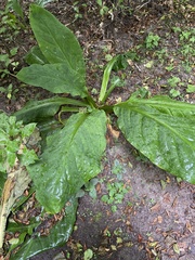 Lysichiton americanus