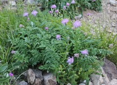 Psephellus leucophyllus