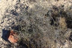 Aspalathus spinosa flavispina