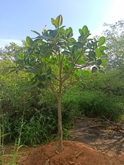 Terminalia catappa