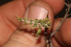 Aspalathus spinosa flavispina